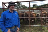 Mick Wyllie of the MC Rodeo Company and his bulls