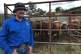 Mick Wyllie of the MC Rodeo Company and his bulls