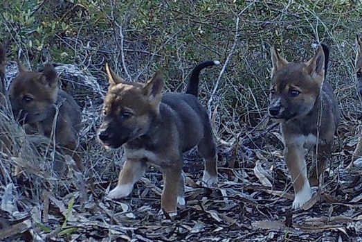 Dingo pups at the ready among some undergrowth.