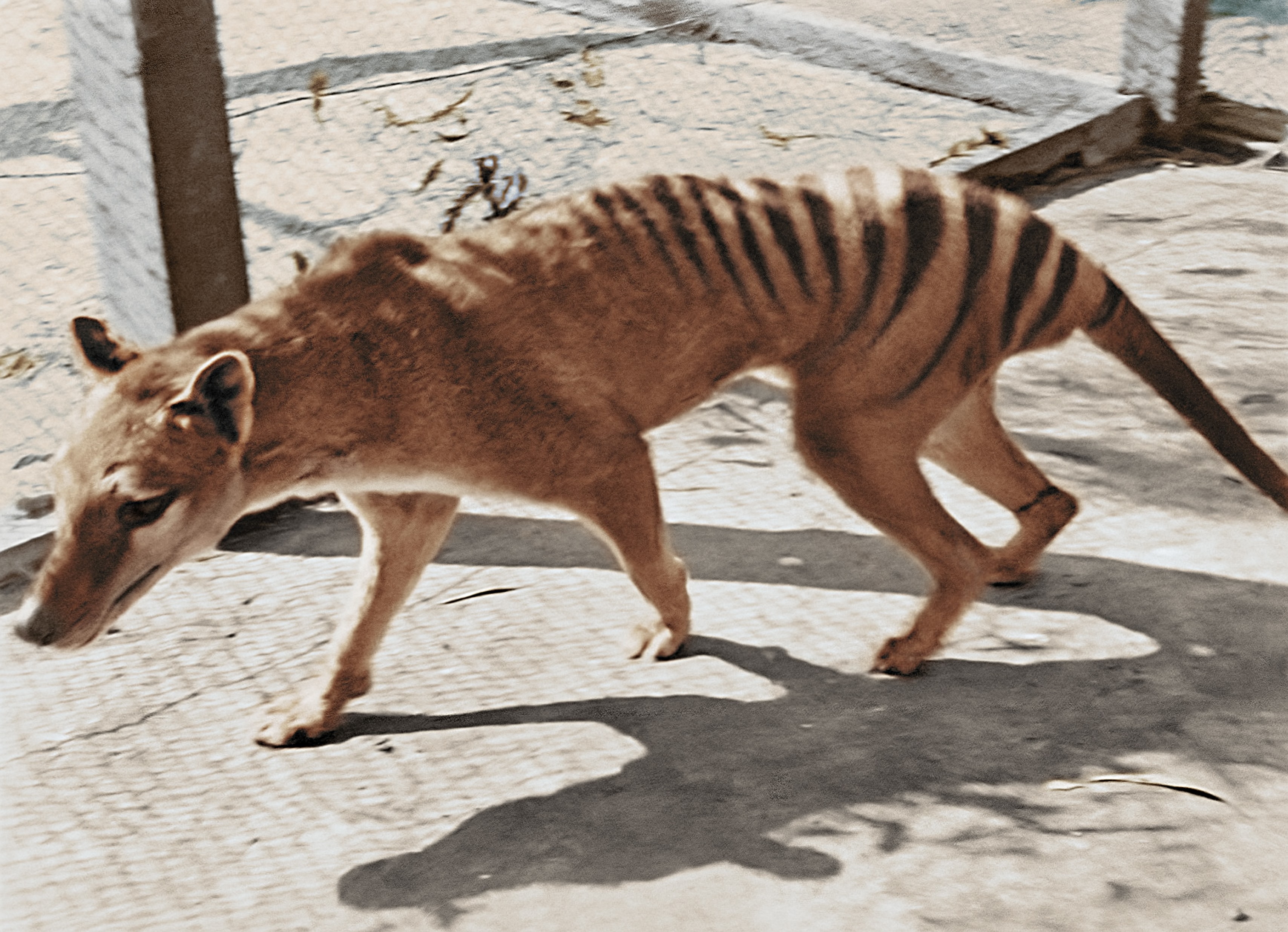 Thylacines May Have Survived Later Than Scientists Thought, New ...