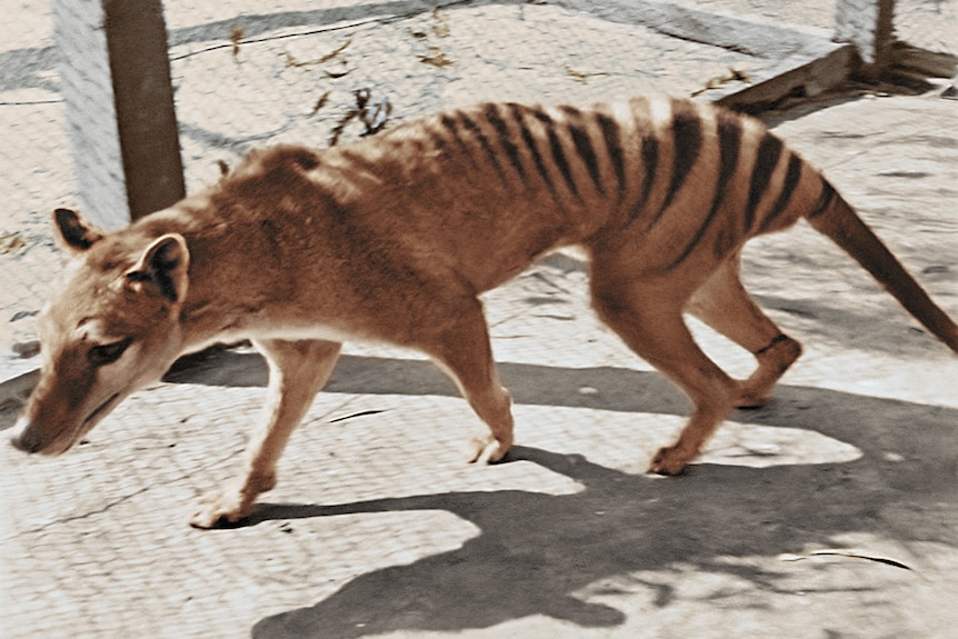 A colourised photo of a Tasmanian tiger. 