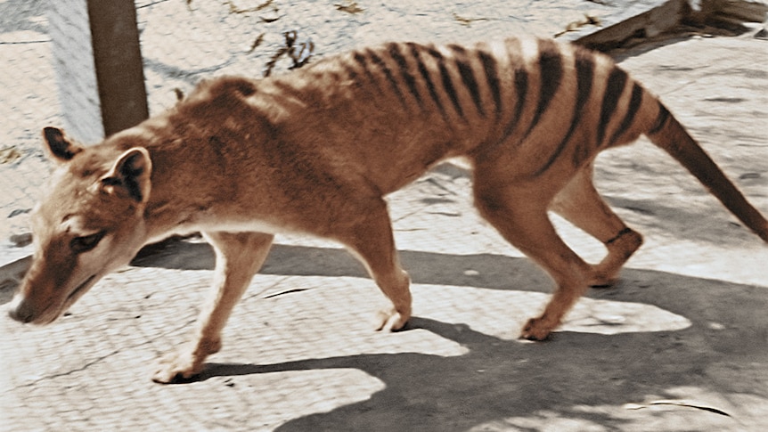 A colourised photo of a Tasmanian tiger. 