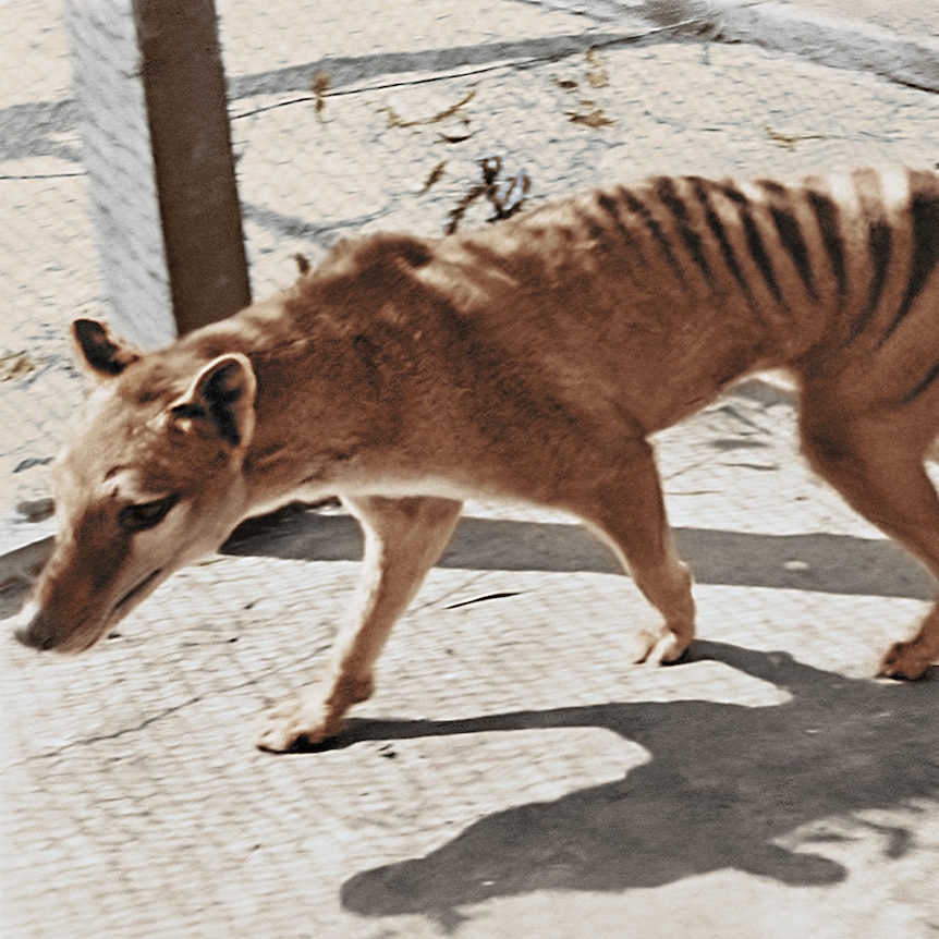 A colourised photo of a Tasmanian tiger. 