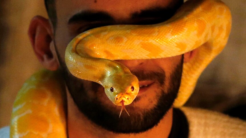 An albino python flicks its forked tongue out as its head sits in front of the face of its handler, both facing the camera.