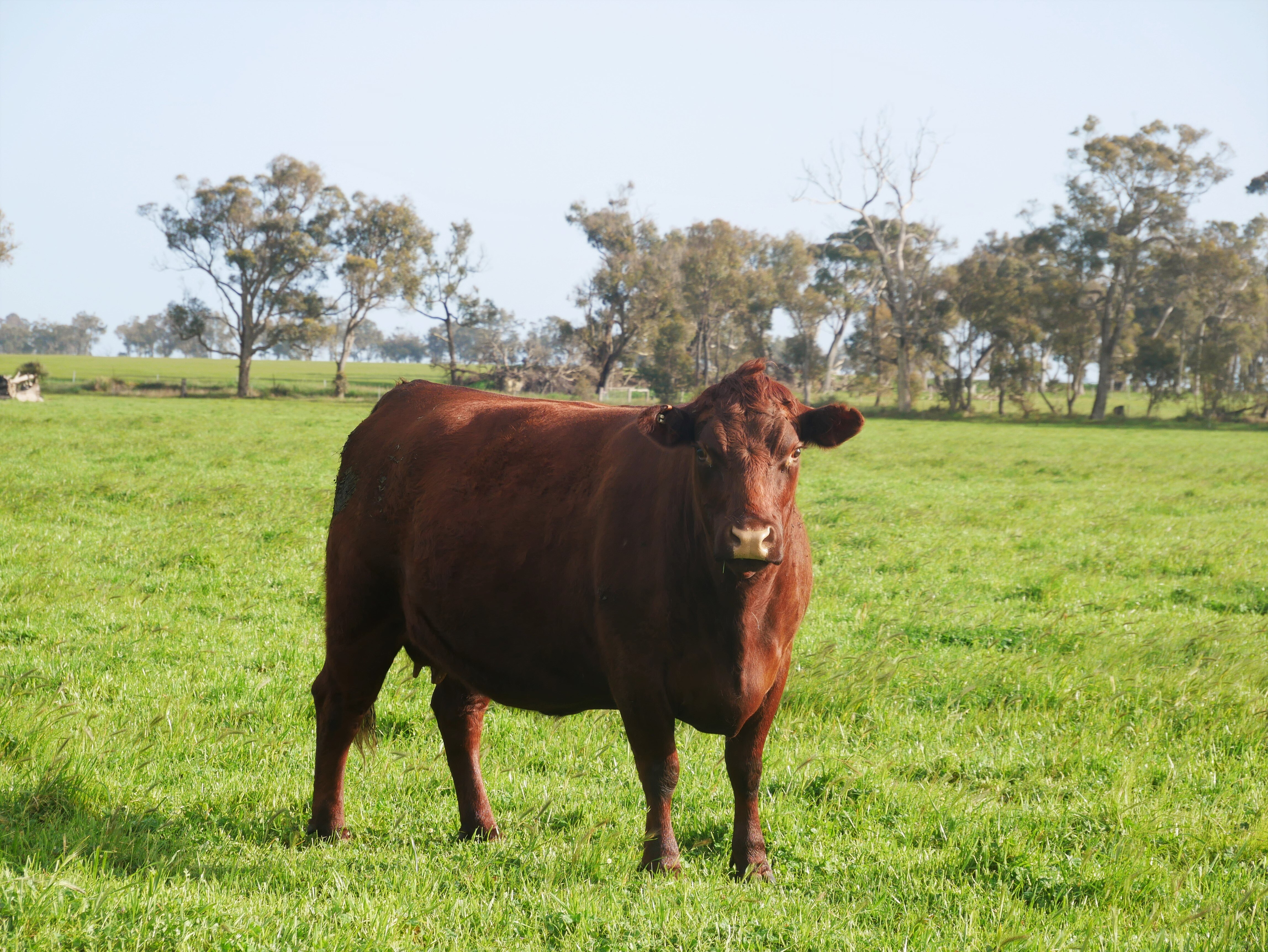 Cow and calf struck dead by lightning after 'horrific' thunderstorm