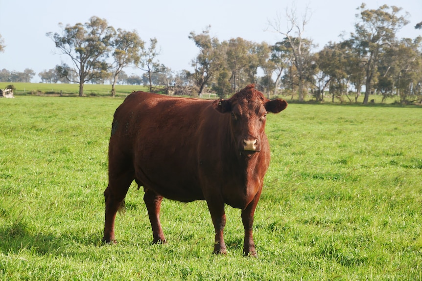 cow staring at camera