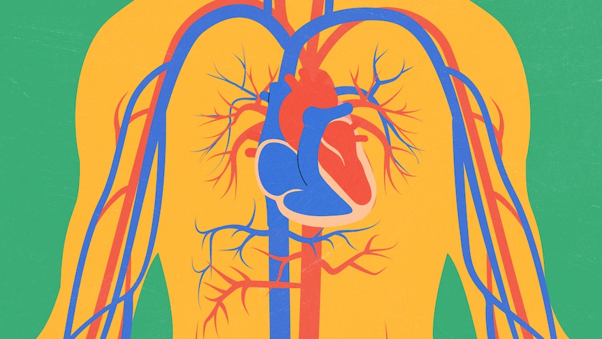 Graphic image of human chest showing heart and circulatory system