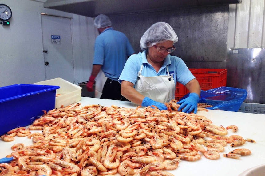 A woman scoops prawns into a packing box.