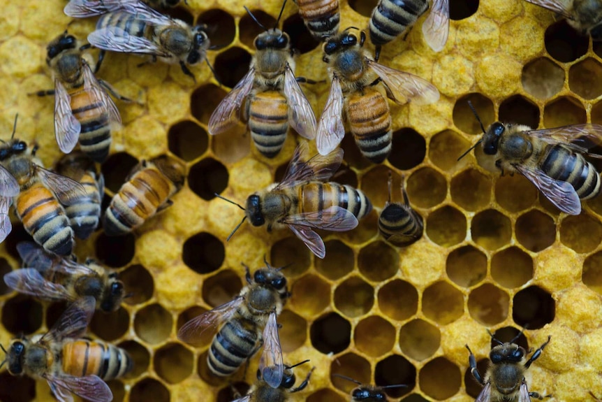 Honey bees crawling across hexagonal combs.