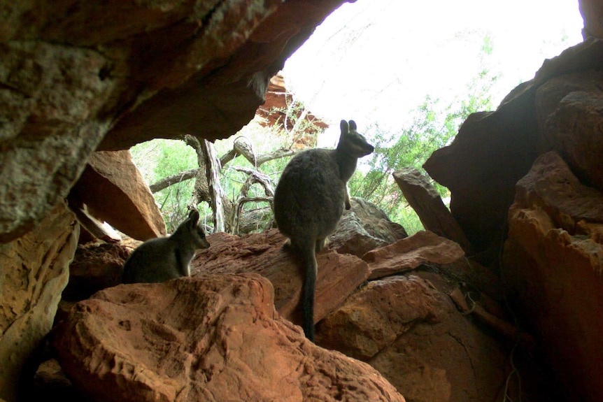 wallaby's sitting on rocks.