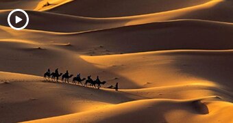 Wide generic shot of a line of camels walking across a sandy desert.