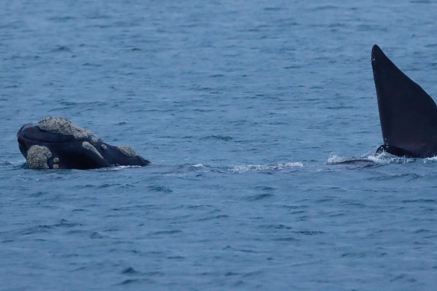 A southern right whale.