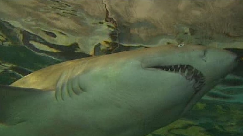 Ban on shark fishing aimed at making beaches safer