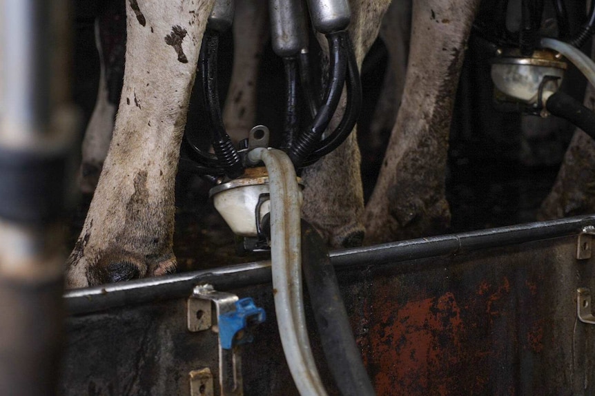 A close up shot showing dairy cows lower legs, milking device attached (udders out of sight), milk swooshing around in device.