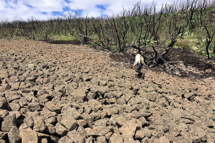 A national parks ranger walks through damaged landscape in the NSW Snowy Mountains.