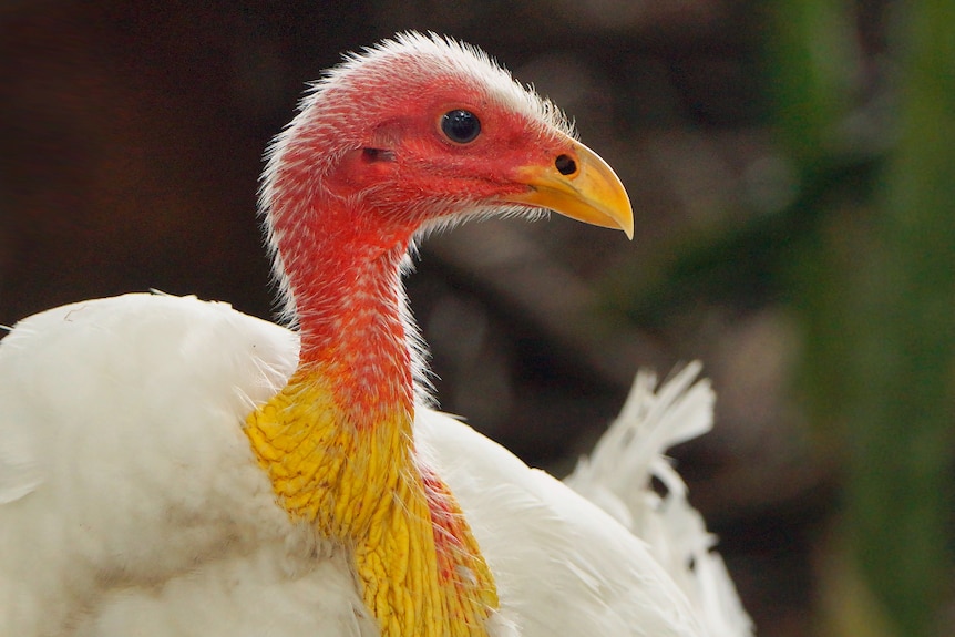 A close up of a white brush turkey. 