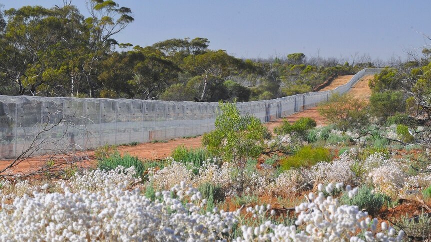 High fence trails through bush landscape