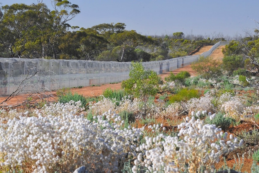 High fence trails through bush landscape