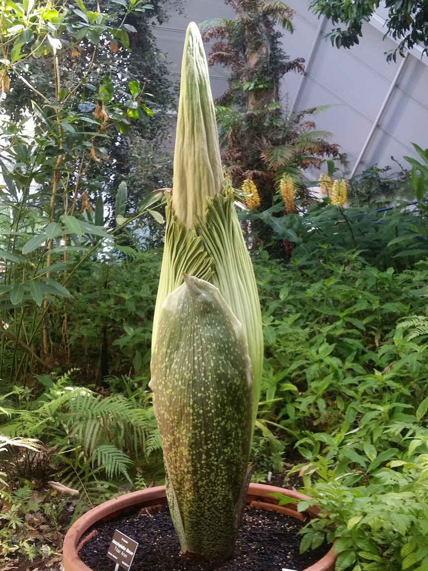 indoor corpse flower Adelaide Botanic Gardens