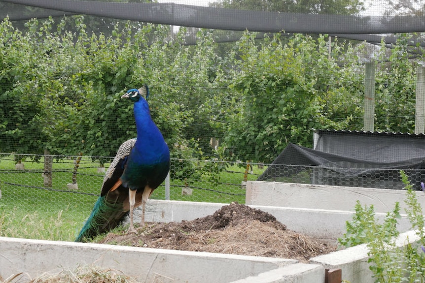 A male peacock looks inquisitively at the camera, standing on top of a compost heap in front of a quince orchard.