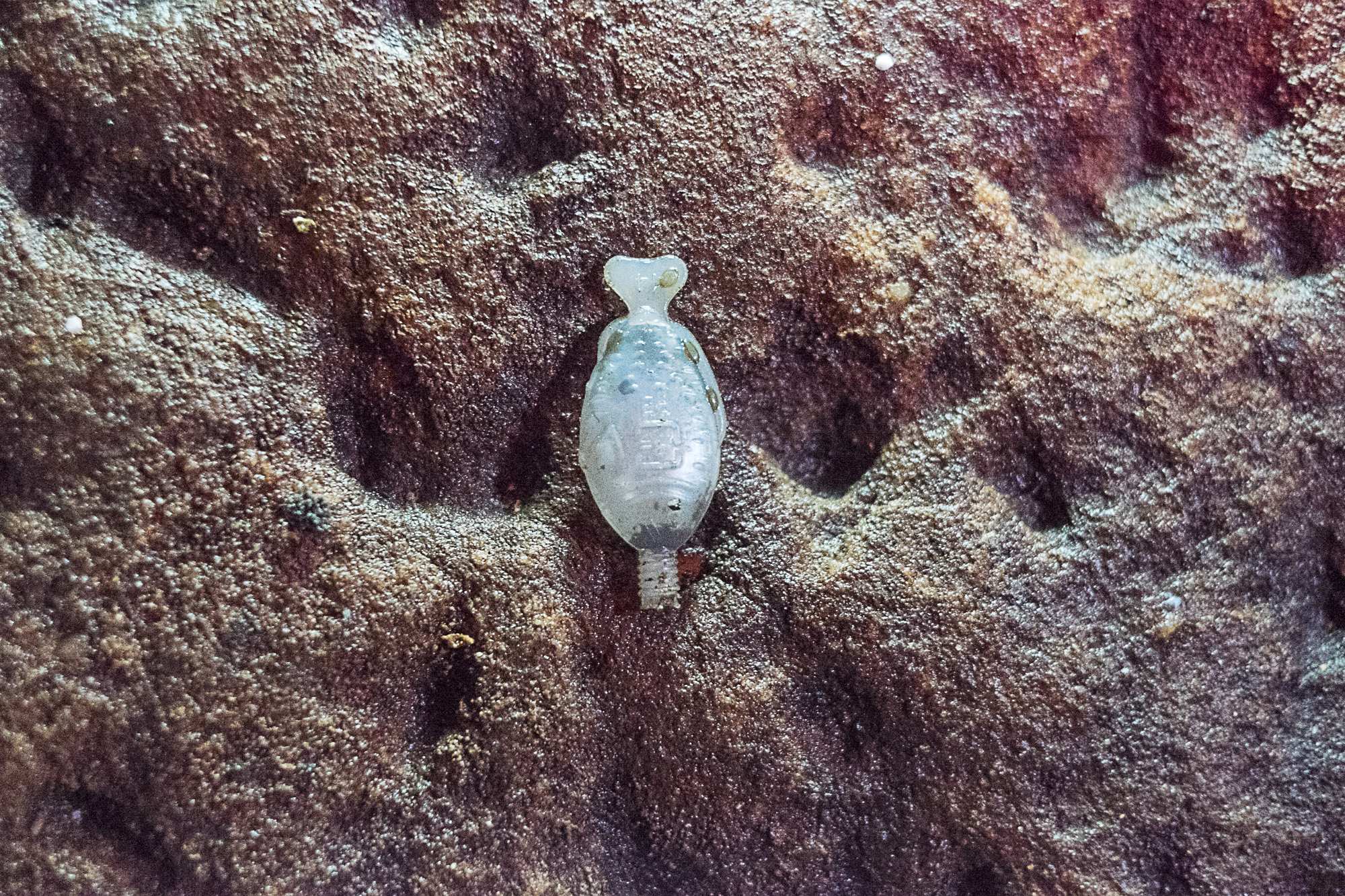 砂の中の醤油魚