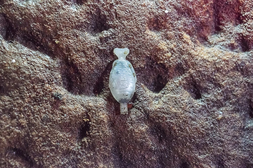 A soy sauce fish in sand