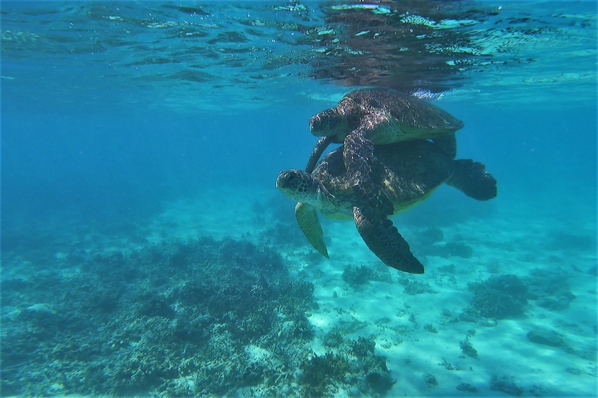Two turtles on top of each other underwater