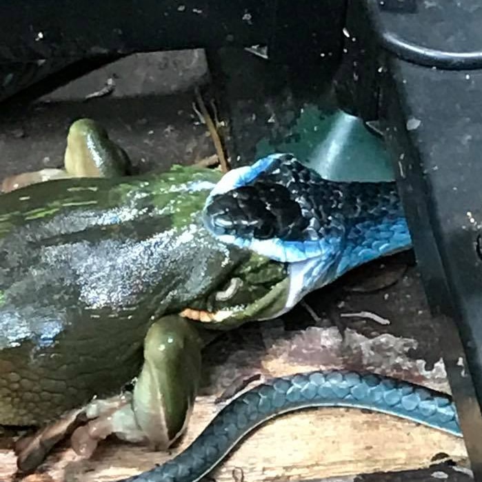 Blue-green tree snake versus green tree frog