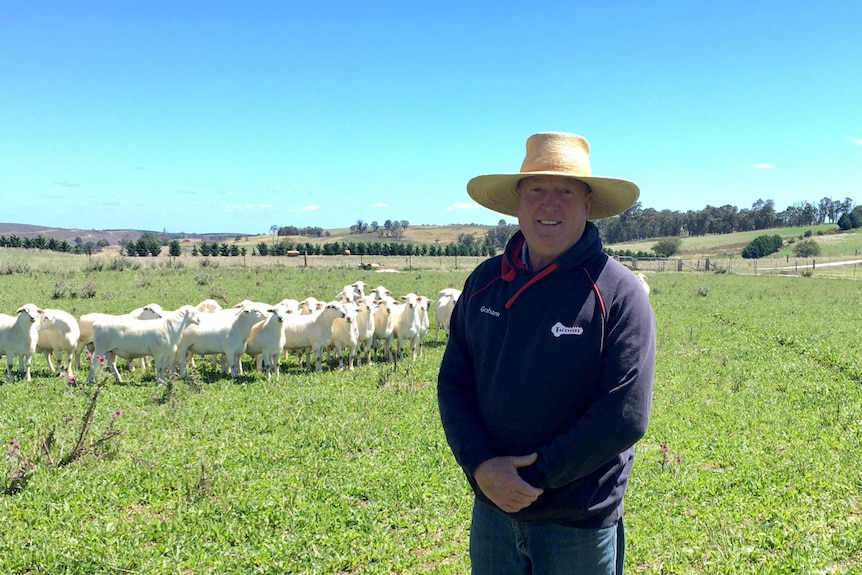 A man in a jumper and hat stands in a paddock in front of a flock of sheep.