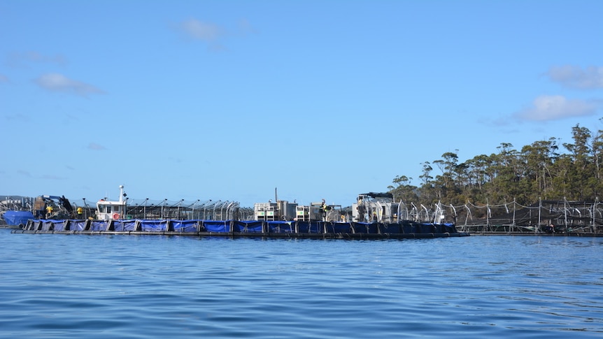 Salmon farming pens