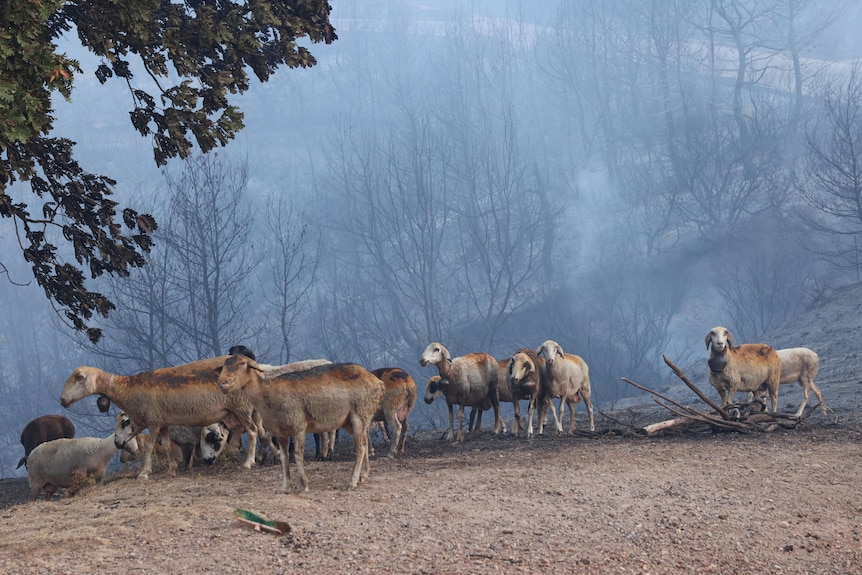 A herd of sheep with burnt fur stand on a barren hill with smoke from fires hanging above them.