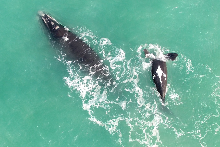 Aerial shot of Buttons and Bobbin southern right whales 