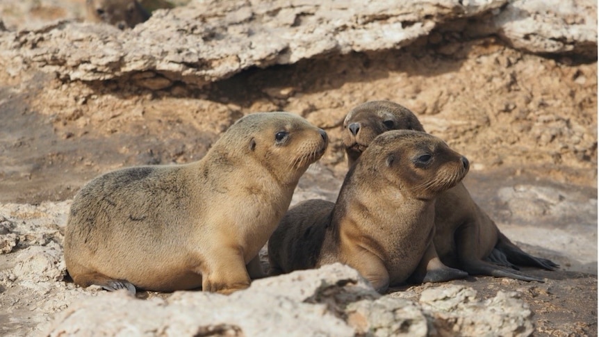 Three cute little sea lion pups grouped together on a rock