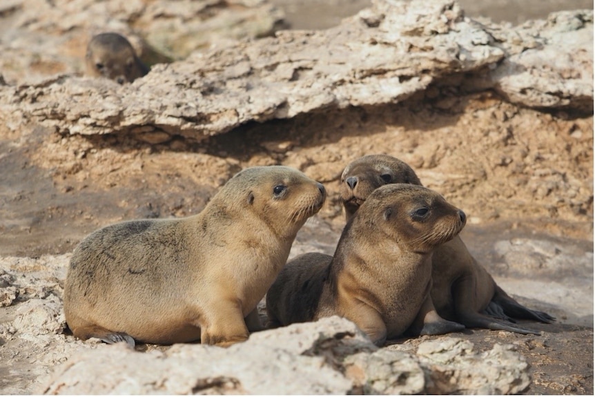 Three cute little sea lion pups grouped together on a rock.