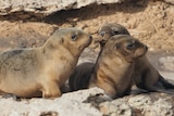 Three cute little sea lion pups grouped together on a rock