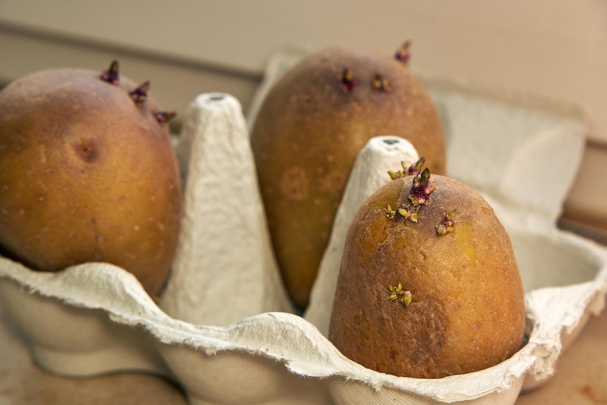 Potatoes sitting in an egg carton with small shoots growing from them