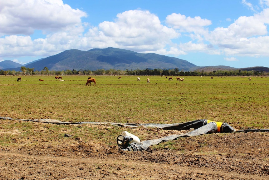Cattle graze on freshly-harvested fields of hay at Jeff Reid's property, halfway between Townsville and Charters Towers.