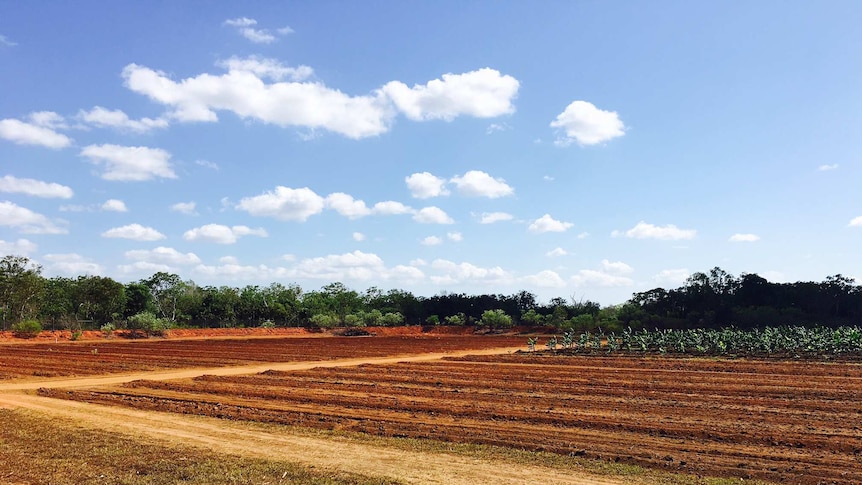 The research project at Coastal Plains Horticulture Research Centre has seen 27 varieties of bananas planted looking for signs of tolerance or resistance to Panama Disease.