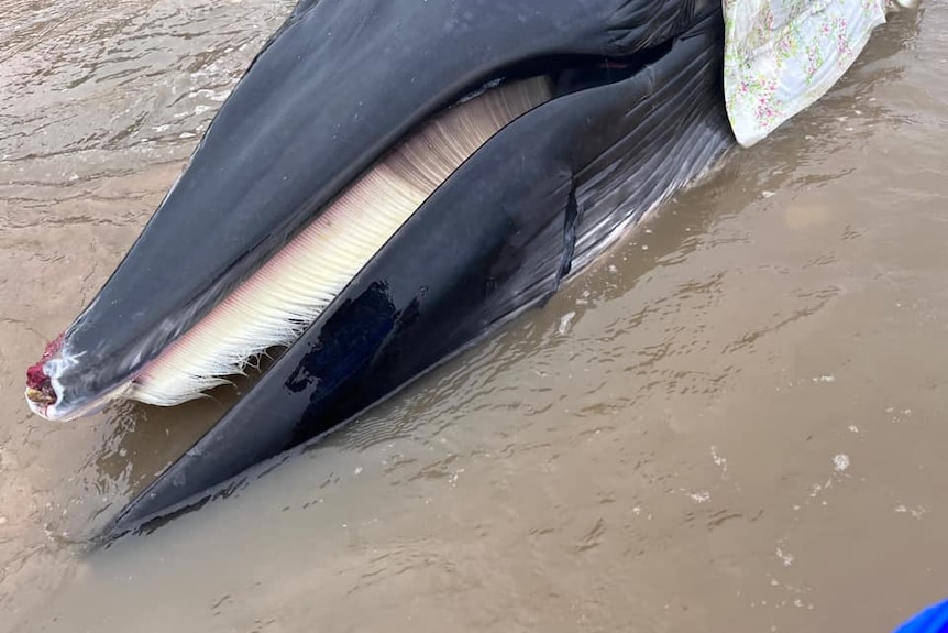 close up of a stranded minke whale on a beach