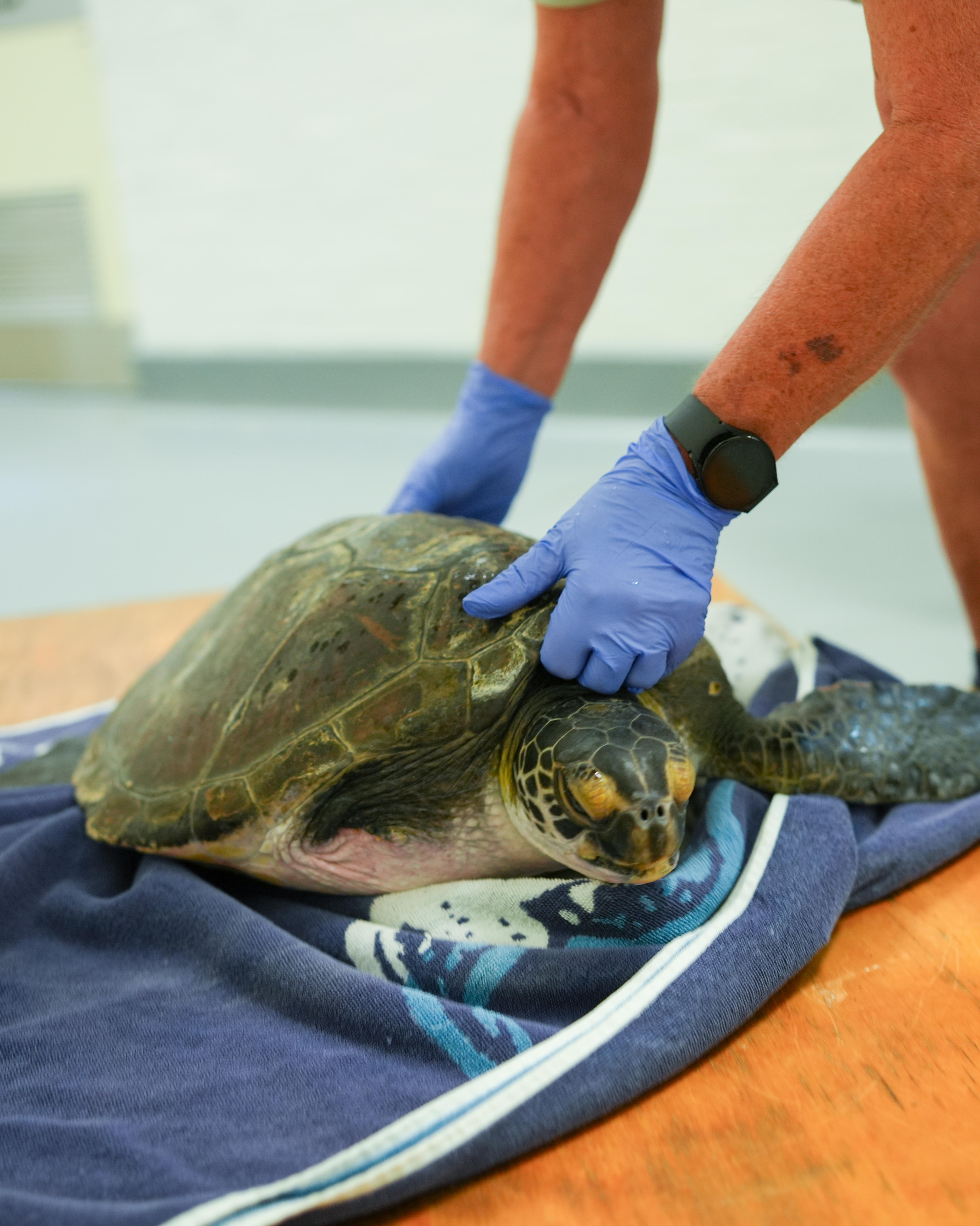 Paciente de tortuga verde curado después de ser tratado por un grave enredo con hilo de pescar en Taronga Wildlife Hospital