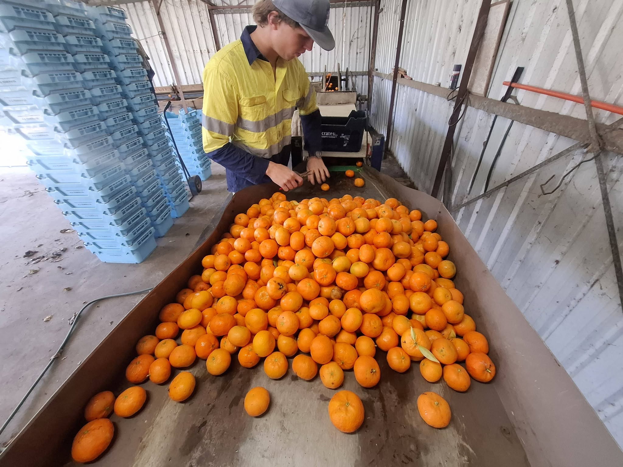 A person in yellow high-visibility shirt is sorting mandarins off a conveyorbelt in a shed.
