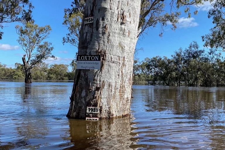 A tree stands surrounded by water, signs show water approaching the 1931 flood levels. 