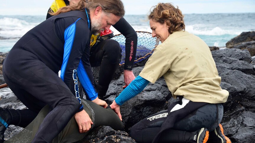 Researchers catch a female seal that has become entangled in fishing line.