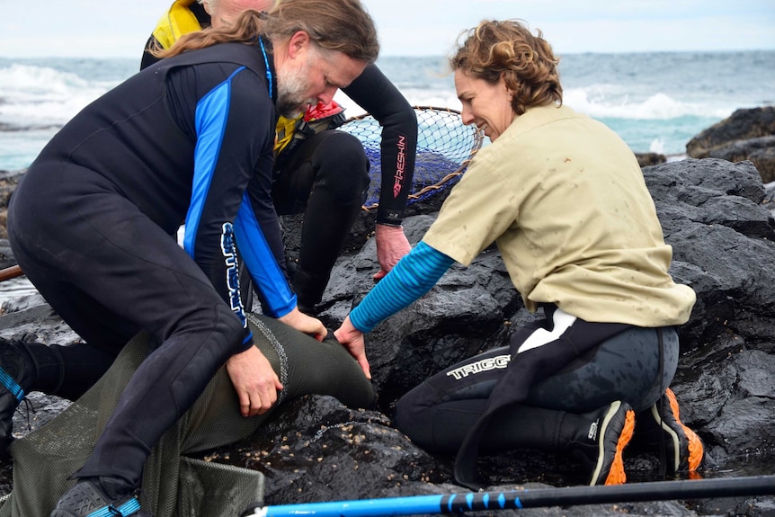 Researchers catch a female seal that has become entangled in fishing line.