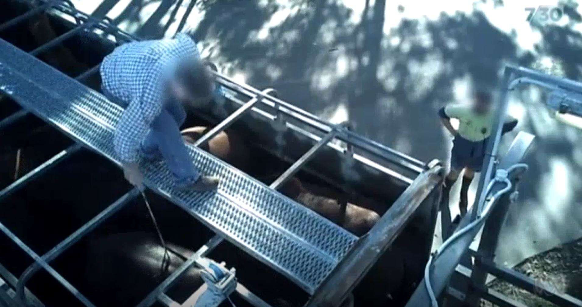 'You're going to die, you maggot': Abattoir investigated after 'sickening' racehorse cruelty caught on camera