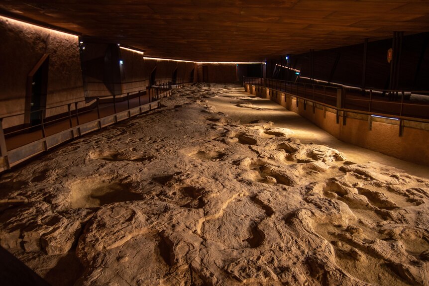 A photo of dinosaur footprints housed in a museum.