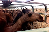 Close shot of camels on a truck.