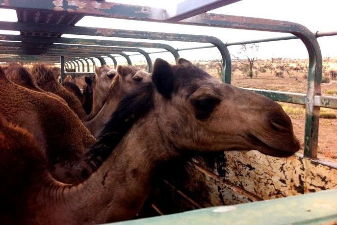 Close shot of camels on a truck.