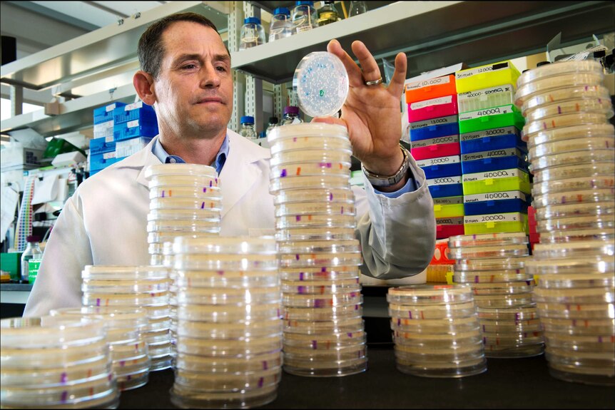 A scientist holds up a Petri dish and looks at it, with other Petri dishes in the foreground.