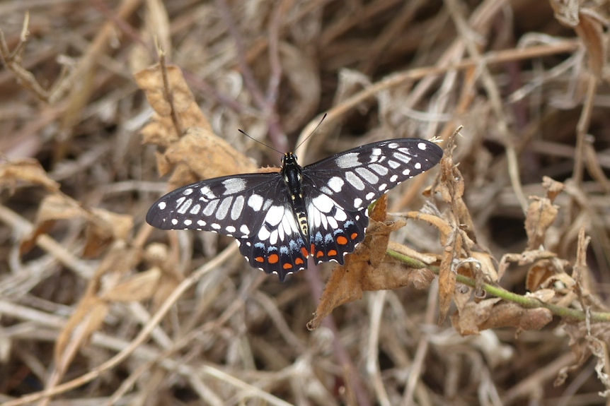 Large black and white butterfly with some blue and red spots on tail